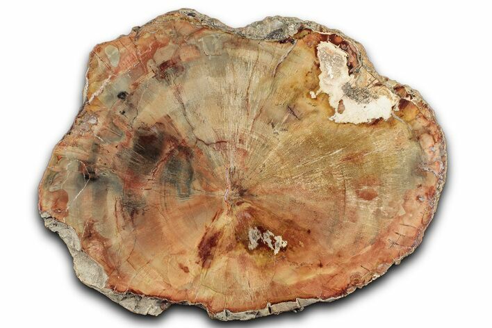Colorful Petrified Wood (Araucaria) Round - Madagascar #325143
